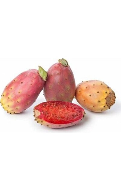 prestijiseed 10 Dikenli İncir Tohumu Kaktüs Meyvesi Tohumu Hint İnciri Tohumu