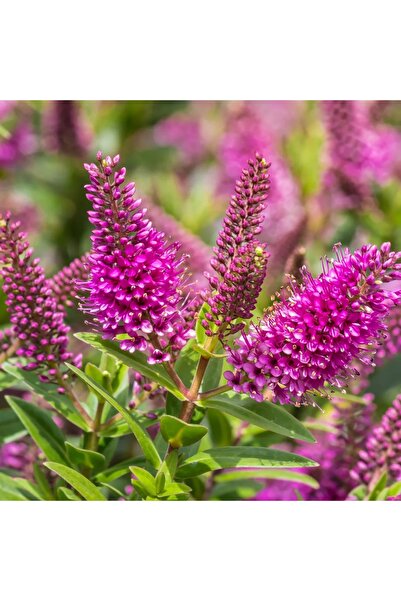 Tunç Botanik HEBE VERONICA - YEŞİL YAVŞAN OTU (ÇİÇEKLİ PEYZAJ BİTKİSİ)