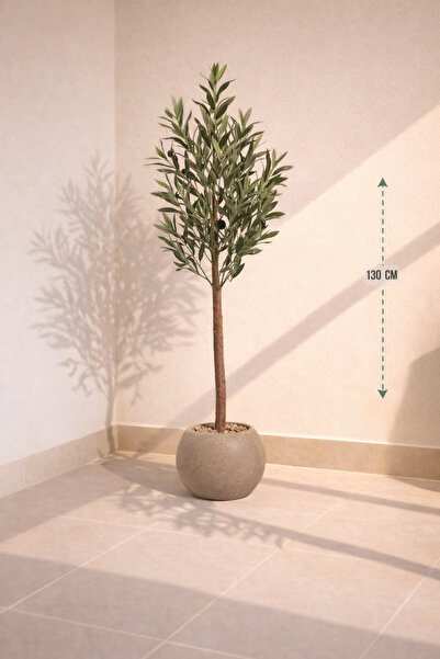 CENTRHOME Olive tree, 130 cm tall, round pot