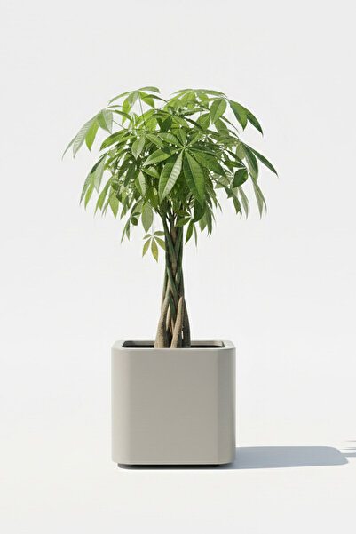 DEQQU Aura Softbox 30x35cm Fiber Soft-Küp Saksı - Mat - Büyük Saksı - Fibergl...