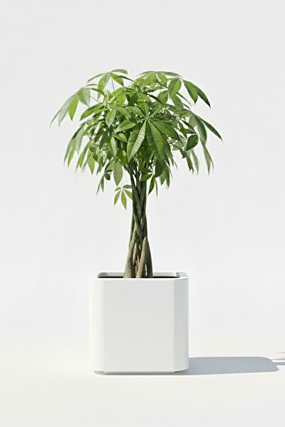 DEQQU Aura Softbox 30x35cm Fiber Soft-Küp Saksı - Mat - Büyük Saksı - Fibergl...