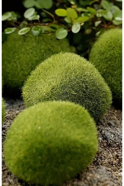 Yerli 2’li Doğal Yosun Topu – Akvaryum & Teraryum Dekoru