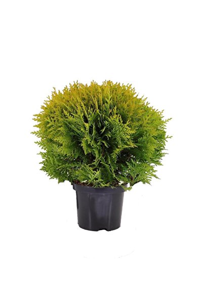 gardenkoala Thuja ‘Mirjam' – Top Mazı – 17 cm Saksı