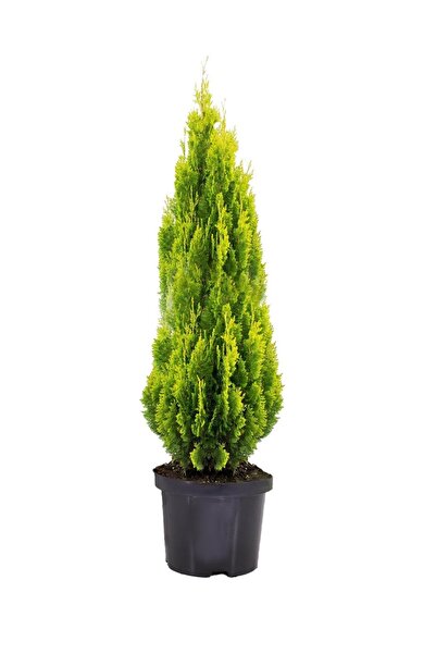 gardenkoala Thuja ‘Pyramidalis Aurea' – Piramidal Mazı – 17 cm Saksı