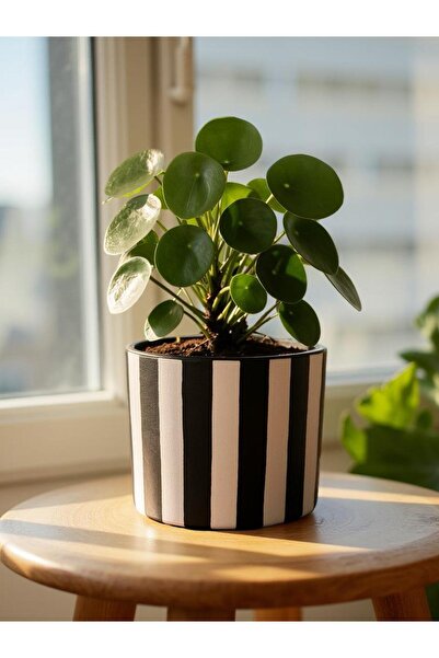 rilind El Yapımı Siyah Beyaz Çizgili Dekoratif El Boyaması Saksı Minimal & Mo...