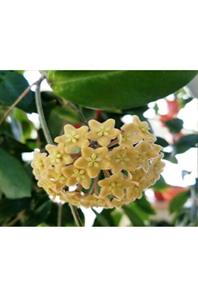 Byaysima Bal Sarısı Hoya Carnosa Mum Çiçeği Yoğun Kokulu Ev Ofis Salon Bitkisi