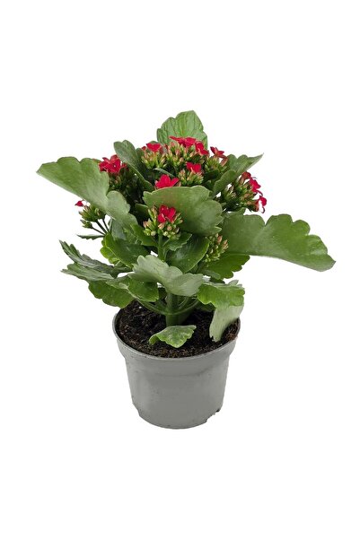 gardenkoala Kırmızı Kalanşo Çiçeği – Kalanchoe blossfeldiana 10.5 cm Saksı