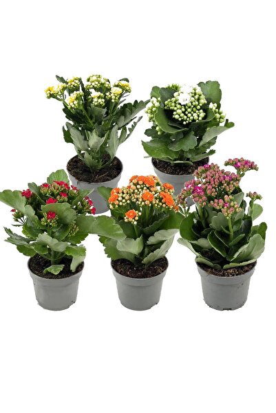 gardenkoala Kalanşo Çiçeği 4'lü Set – Kalanchoe blossfeldiana