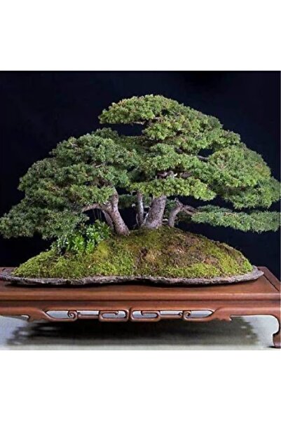 prestijiseed 3 Adet Bodur Bonsai Fıstık Çamı Ağacı Tohumu