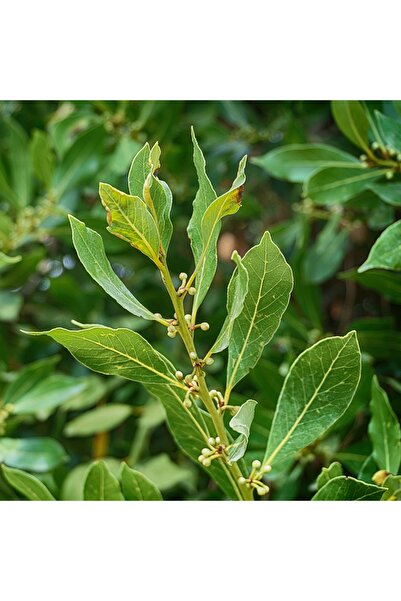 Defnea DEFNE YAPRAĞI