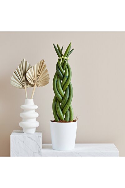 Green Örgülü Paşa Kılıcı (Sansevieria Cylindrica) Bakımı Kolay Salon Bitkisi