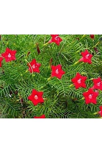 Karahasanoğlu Tarım YERLİ YILDIZ ÇADIRI ÇİÇEĞİ TOHUMU 5 ADET TOHUM