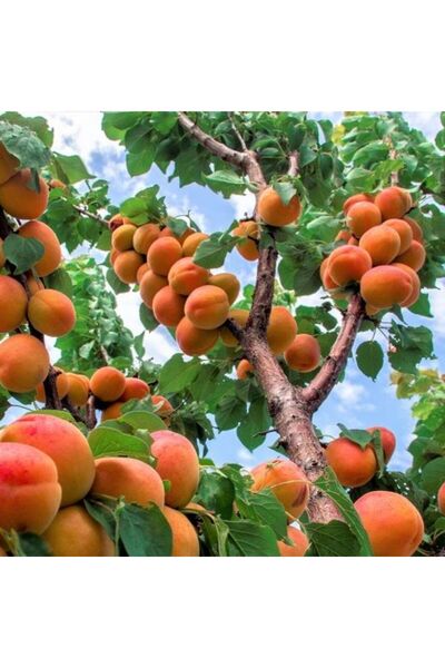 Ucuzluk Diyarı MALATYA KAYISI FİDANI AÇIK KÖK 2 YAŞ