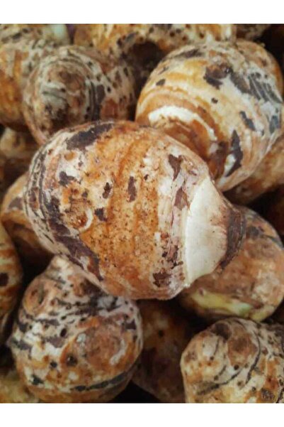 bahcemdenonline KOLAKAS GÖLEVEZ 3KG 1. kalite