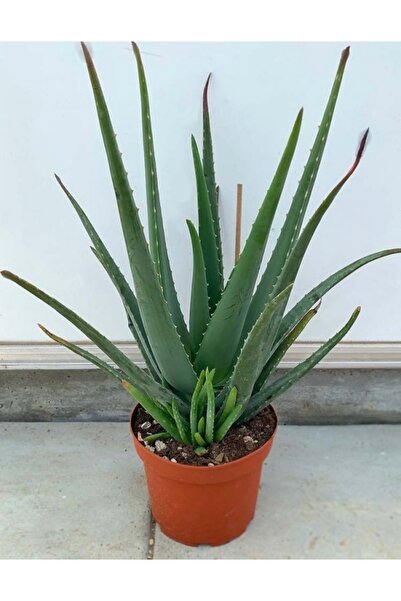 Arslanfidan Saksılı 3 Yaş Aloe Vera Fidanı - Tıbbi Sarısabır