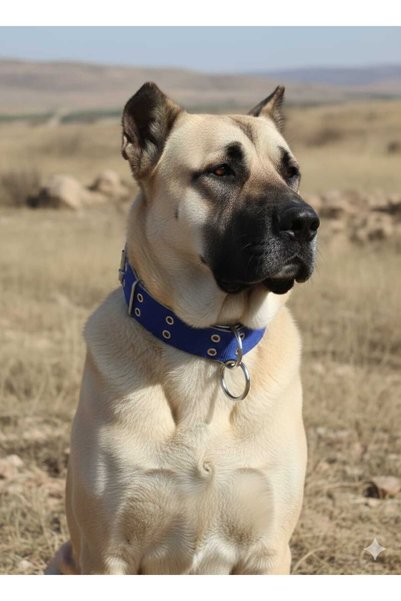 Kozak Büyük Irk Yetişkin Köpek Tasması 80x5 Cm