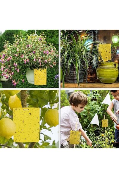 ChicAbode Yellow Sticky Fly Traps