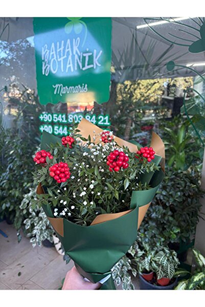 bahar botanik canlı yılbaşı çiçeği 6 dal buket kokina