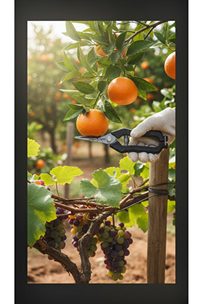 Yatağan Zeybek 18cm Black Handle Citrus & Grape Scissors Garden Harvest Pruning