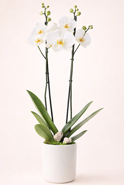 Tomurcuk Beyaz Orkide (Phalaenopsis) | Çift Dallı | Saksıda Canlı Bitki