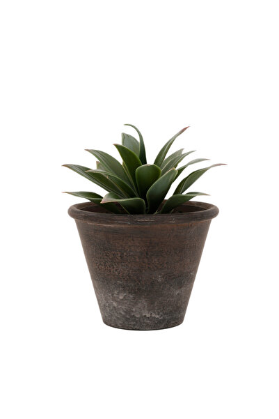 Yargıcı Saksı bitki (16x13 Cm)