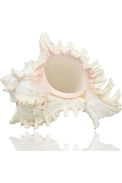 YINZUO Natural Sea Shell Collection – Large Decorative Seashells for Home Dec...
