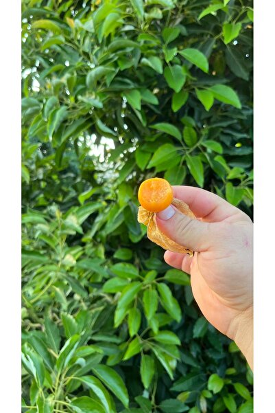 Alanyatropikal ALTIN ÇİLEK(200GR)