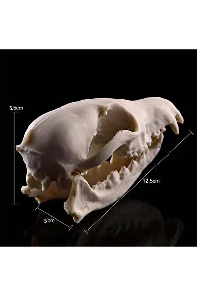 Choice RS-175 قطعة واحدة، نموذج جمجمة ثعلب مصنوع يدويًا من الراتنج، زينة هالو...