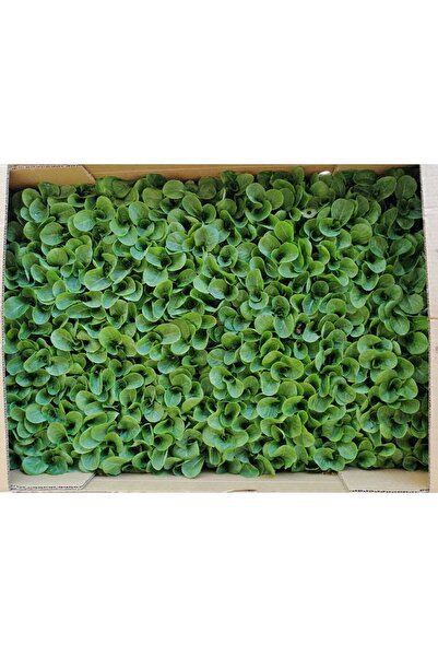 Öztürk Fide YEDİKULE MARUL FİDESİ