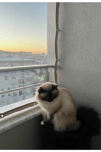 Ekodoğa Kuş Kedi Filesi 2,5x6,5 m Balkon Filesi Misina File Balkon Ağı Kuş Ön...