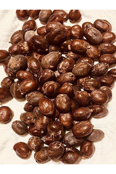 AŞKGÜL STORE Mekke Cevizi (Doğum Meyvesi- Adem Elması) Mekkeden Gelmiştir 1ADET SINIRLI ADET
