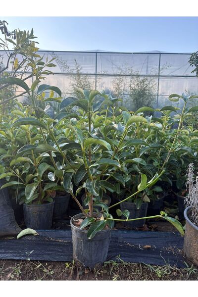 bahar botanik Kartopu bitkisi (viburnum lucidum) (30,50)cm
