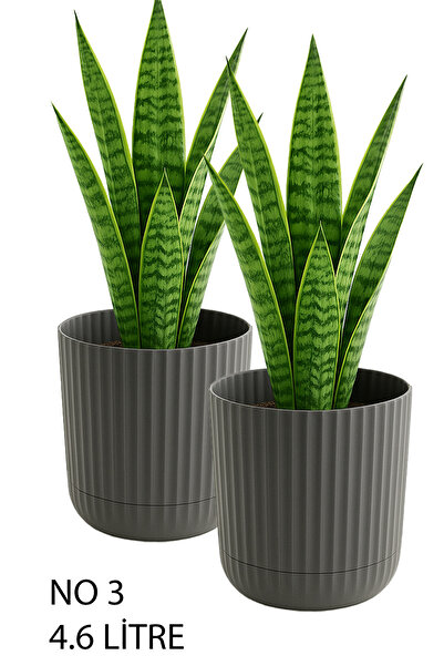 TEMMUZ HOME Zeraf Saksı No:3 – 2 Adet 4,6 Litre Tabaklı Masa ve Sehpa Üzeri Saksı (Ev & Ofis İçin Uygun)