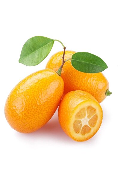 Labari 1 Kg Taze Kumkuat Meyvesi Kamkat Kumkat