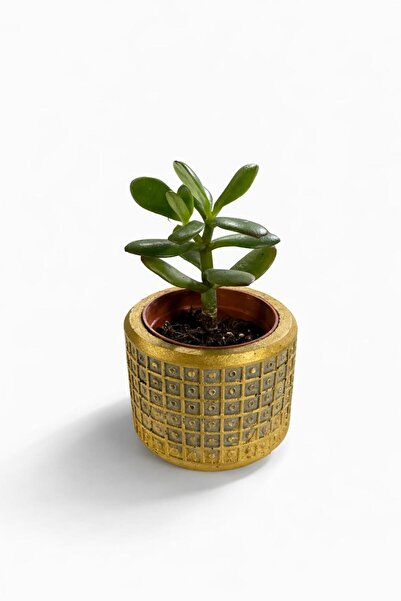 Green 💰 Mini Altın Saksılı Para Ağacı (Crassula ovata) - Zenginlik ve Şıklık