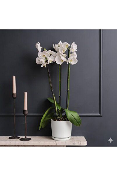 Indoor Plant White Orchids 50-70 cm single stem Defult Plastic Pot