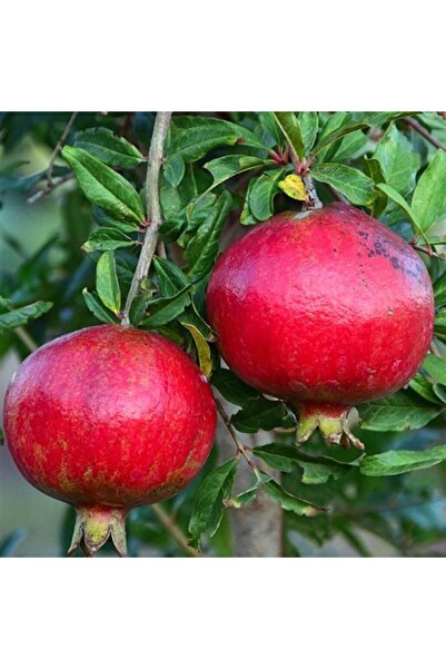 TABER Tüplü Tatlı Çekirdeksiz Nar Fidanı, Meyve Verir Durumda