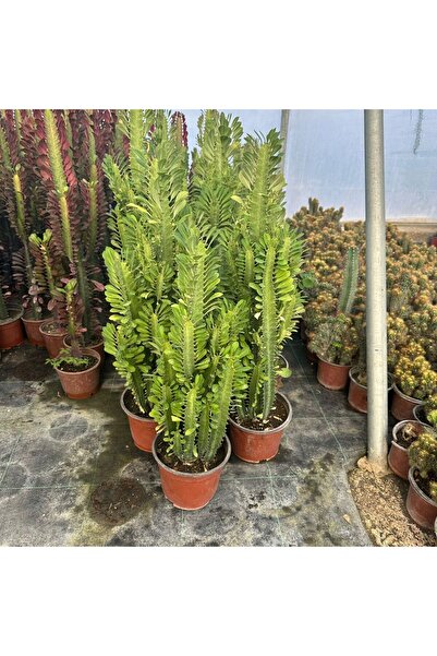 TABER Bol Dallı Büyük Boy Euphorbia Trigona Green - Afrika Yeşil Süt Ağacı Kaktüsü