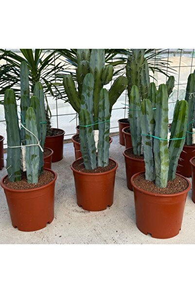 TABER Üçlü Dikim Büyük Boy Özel Seri Sütun Kaktüsü (Myrtillocactus Geometrizans)