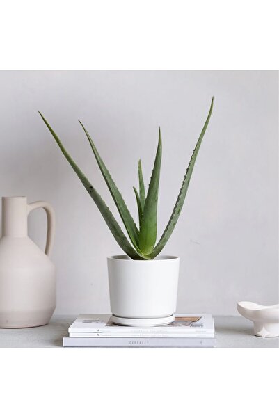 Indoor Plant Aloe Vera 'Indoor' or Medicinal Aloe 25-30 cm Default Plastic Pot