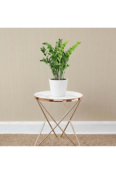 Indoor Plant Zamioculcas Zamiifolia, Zanzibar Gem or ZZ Plant 30-40cm in Default Plastic Pot