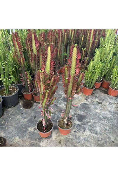 TABER Sınırlı Üretim Bol Dallı Euphorbia Trigona Red - Afrika Kırmızı Süt Ağa...