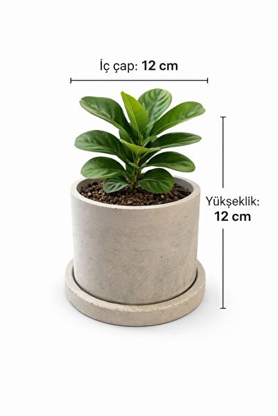 UP DESİGNE Beton Saksı 12x12cm - Modern Silindir Tasarım - Alt Tablalı - İç D...