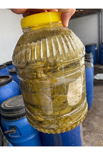 TANSU ŞAHAL Salamura Asma Yaprağı Orta Boy – Doğal Ev Yapımı – Katkısız (5 Li...