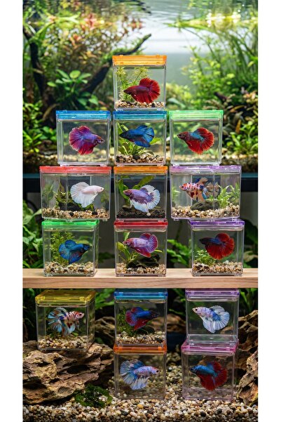 usmtekno Beta Kabı 15 Adet Beta Akvaryumu Beta Balığı Kabı Pvc Beta Akvaryumu