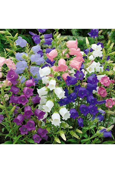 ŞAFAK PEYZAJ TOHUMCULUK Katlı Çan Çiçeği Tohumu Karışık Renk
