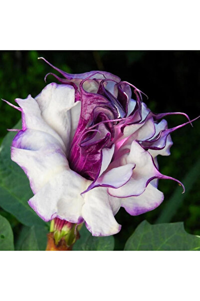 Datura Tohumu Katlı