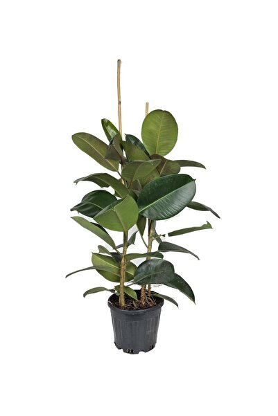 gardenkoala Kauçuk Bitkisi – Ficus elastica ‘Robusta' Çift Gövdeli – 21 cm Saksı