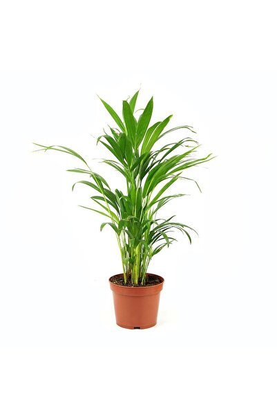 gardenkoala Chamaedorea cataractarum – Mini Salon Palmiyesi – 9 cm Saksı