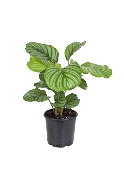 gardenkoala Calathea orbifolia – Desenli Yapraklı Salon Bitkisi – 17 cm Saksı